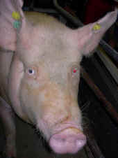 grisetur-2005-21.jpg (152727 byte)