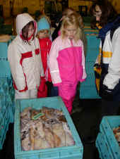 3a-minilejr 231 - auktion.JPG.JPG (336837 byte)