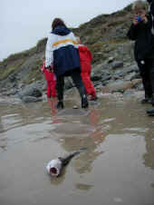 3a-minilejr 71 - stranden.JPG (284347 byte)